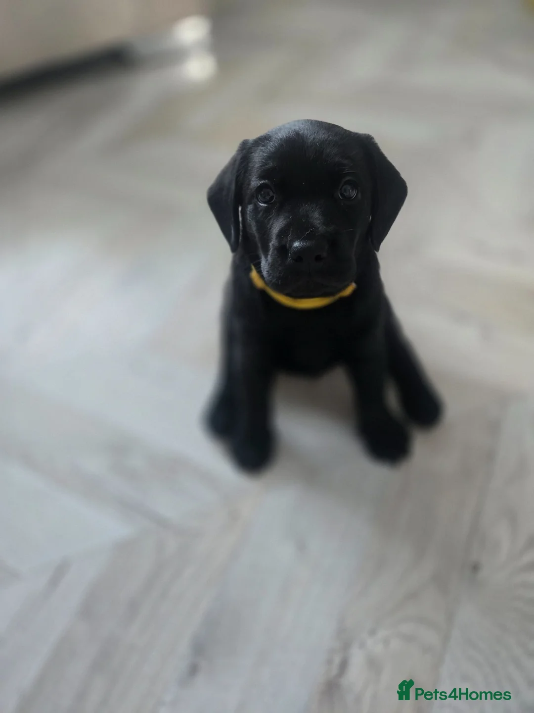 Labrador Retriever dogs for sale: Beautiful labrador Retriever puppie - Advert 2