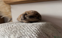 Mini Lop rabbits for sale: Pure Bred Mini lops  - Image 11