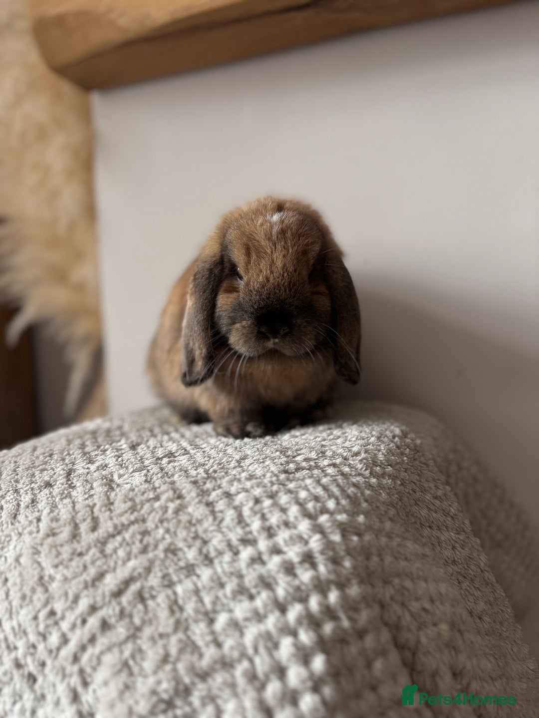 Mini Lop rabbits for sale: Pure Bred Mini lops  - Image 11