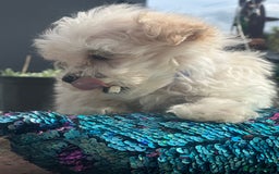 Maltipoo dogs for sale: F1 maltipoo - Image 28
