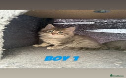 Ragdoll cats for sale: Stunning ragdoll cross BSH - Image 5