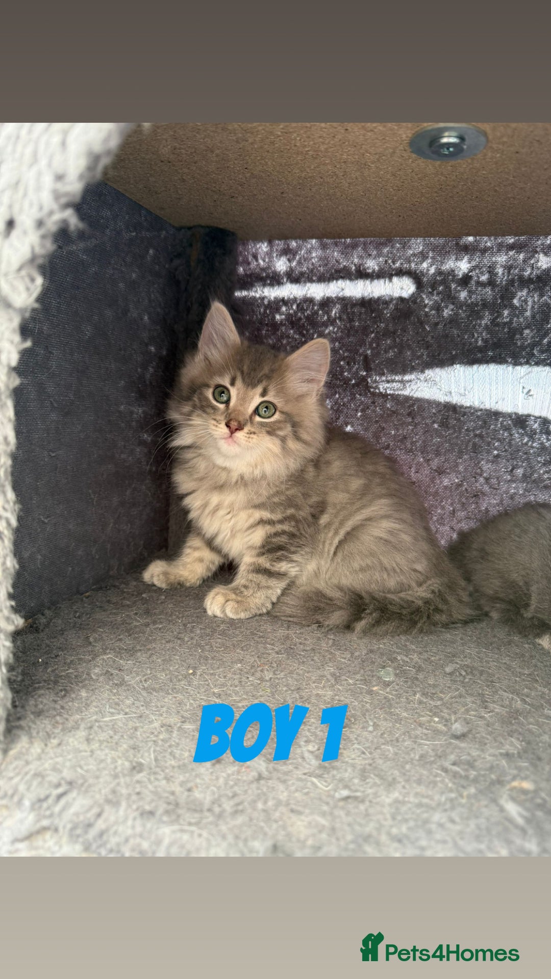 Ragdoll cats for sale: Stunning ragdoll cross BSH - Image 5