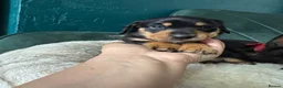 Miniature Dachshund dogs for sale: 2 KC registered miniature dachshund puppies - Advert 10