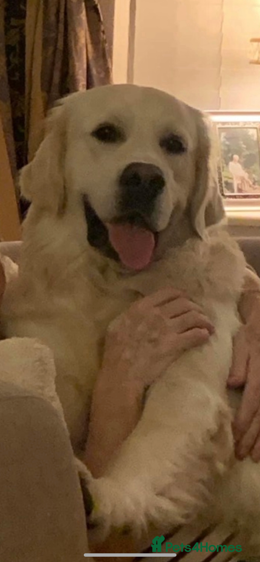 Golden Retriever dogs for sale: Golden retriever puppies - Advert 16