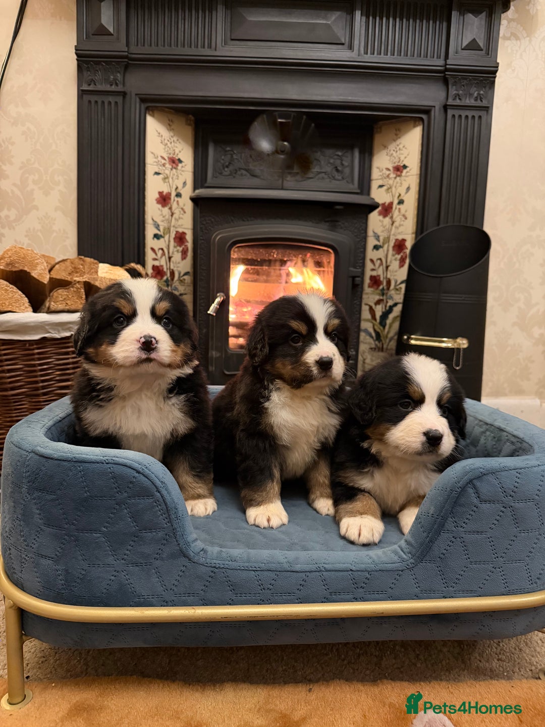 Bernese Mountain Dog dogs for sale: KC Registered BMD Available  - Image 2