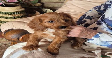Cavapoo dogs - Advert 14