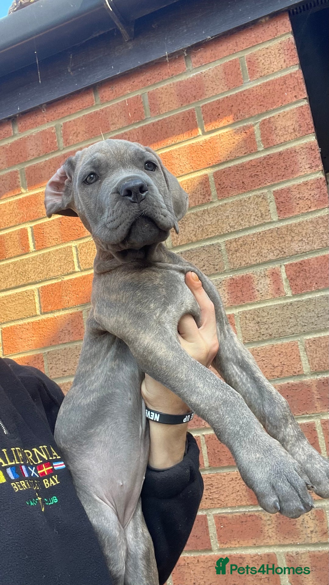 Cane Corso dogs for sale: Cane corso puppies 10 weeks old - Image 7