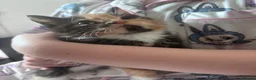 Domestic Shorthair cats for sale: Female Kittens - Advert 5