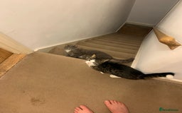British Shorthair cats for sale: Misty & Bella - Image 2