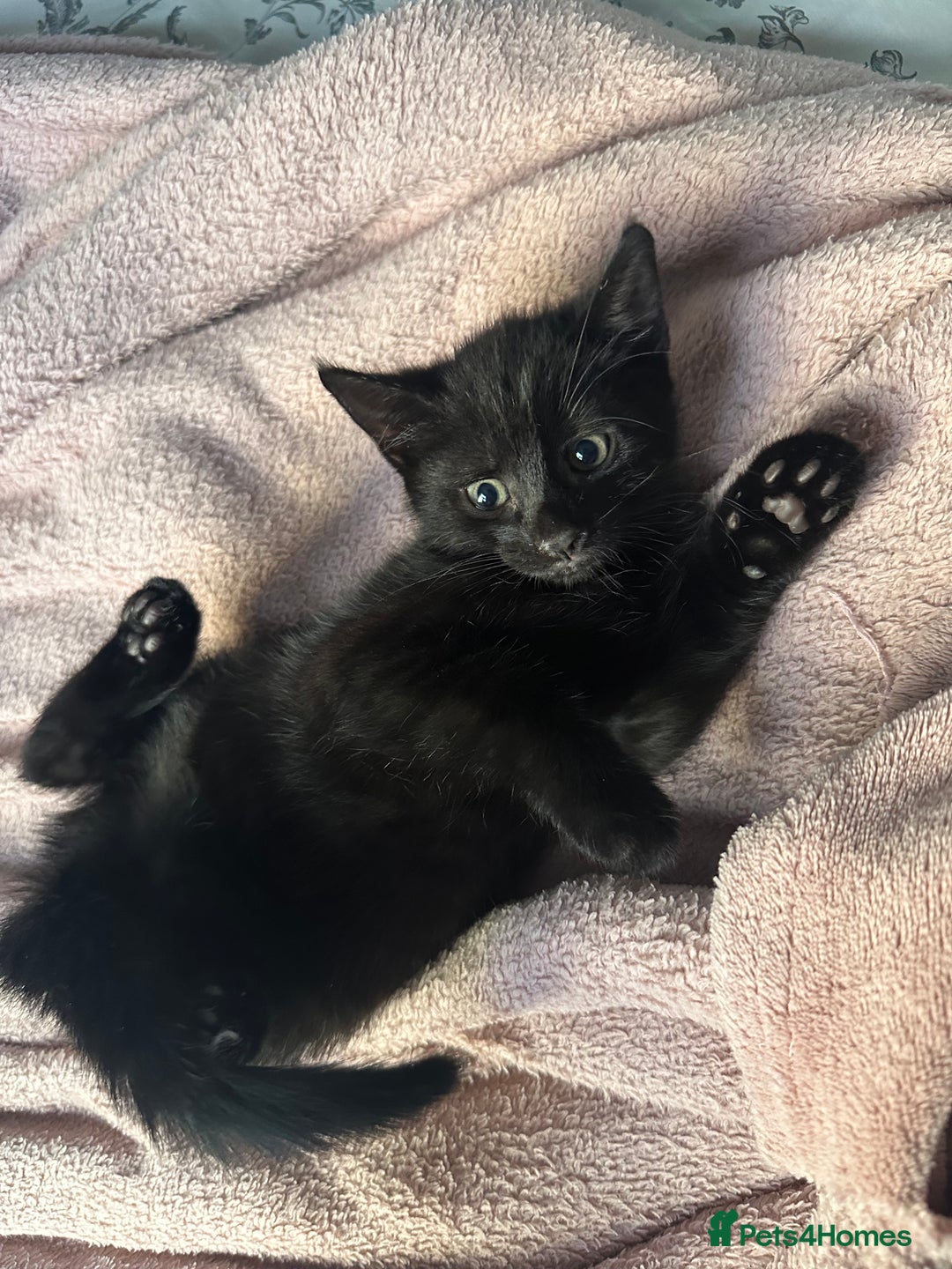 Mixed Breed cats for sale: Beautiful Black Kittens Looking for Loving Homes - Advert 6