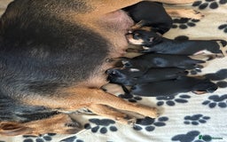 Mixed Breed dogs for sale: 4 adorable puppies looking for a new home  - Image 6