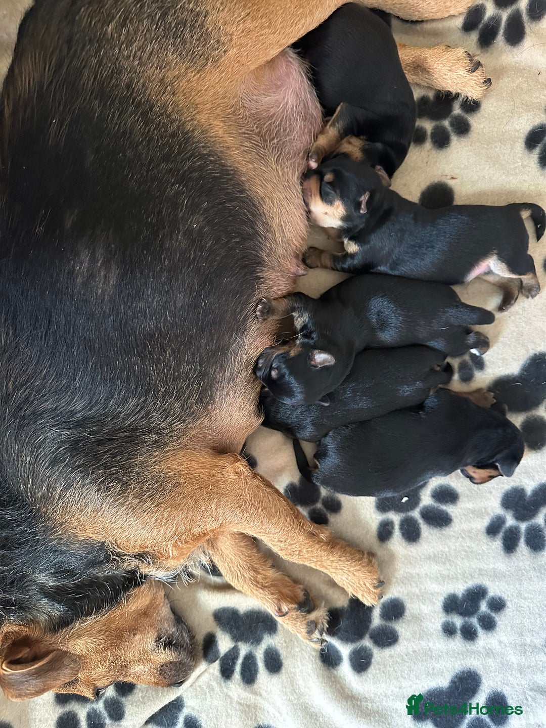 Mixed Breed dogs for sale: 4 adorable puppies looking for a new home  - Image 6