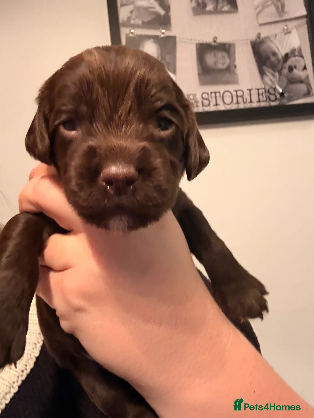 Sprocker dogs for sale: Sprocker Pups - Advert 39