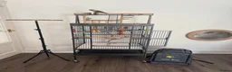 Conures birds for sale: Red factor, yellow sided pineapple conure - Advert 6