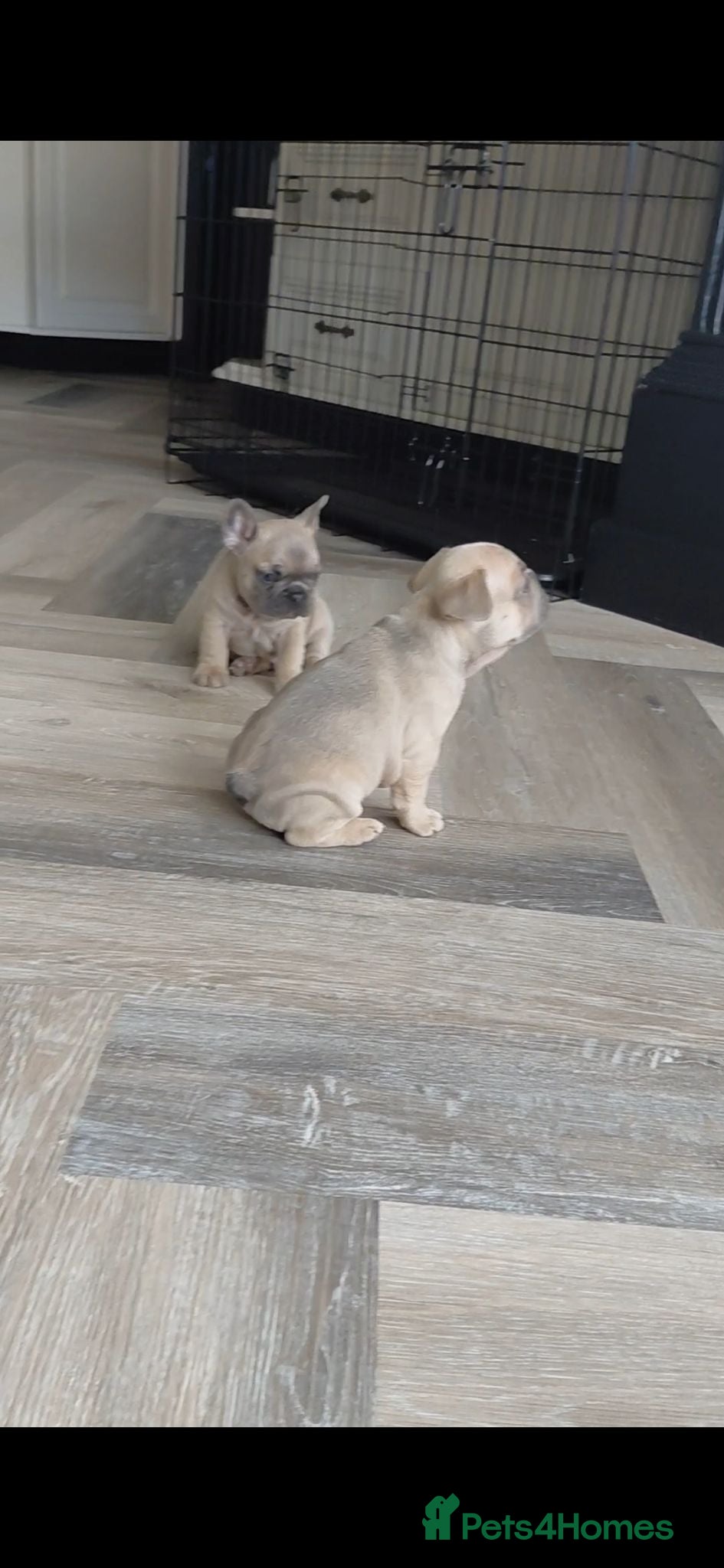 French Bulldog dogs ❤️ Beautiful 5 generation pedigree puppies - Advert 2