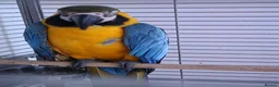 Macaws birds for sale: Male macaw  - Advert 2