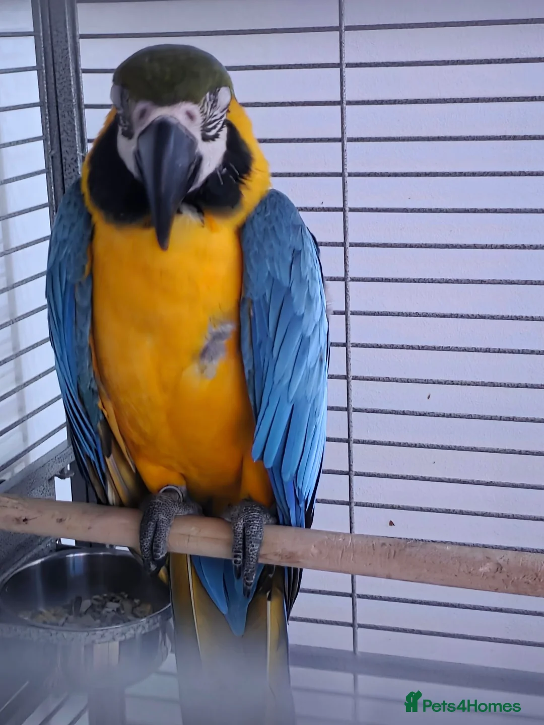 Macaws birds for sale: Male macaw  - Advert 2