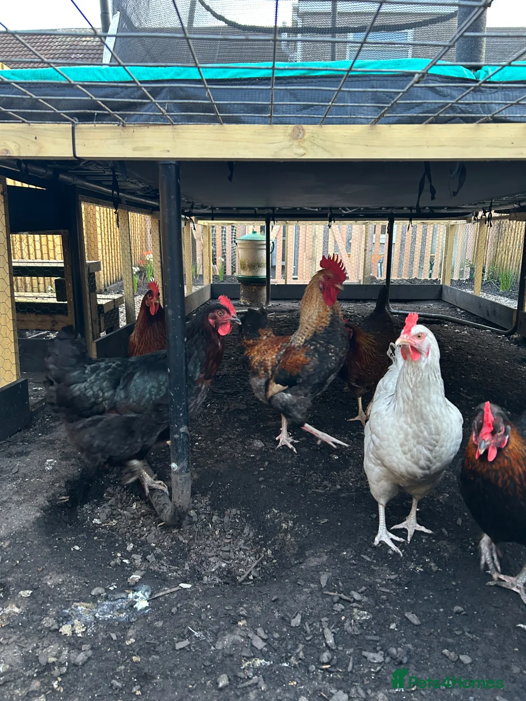 Chickens poultry for sale: Olive egger cockeral in Swansea - Advert 2