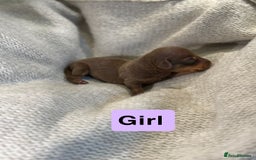 Miniature Dachshund dogs for sale: Stunning litter of miniature dachshund 🐶  - Image 6