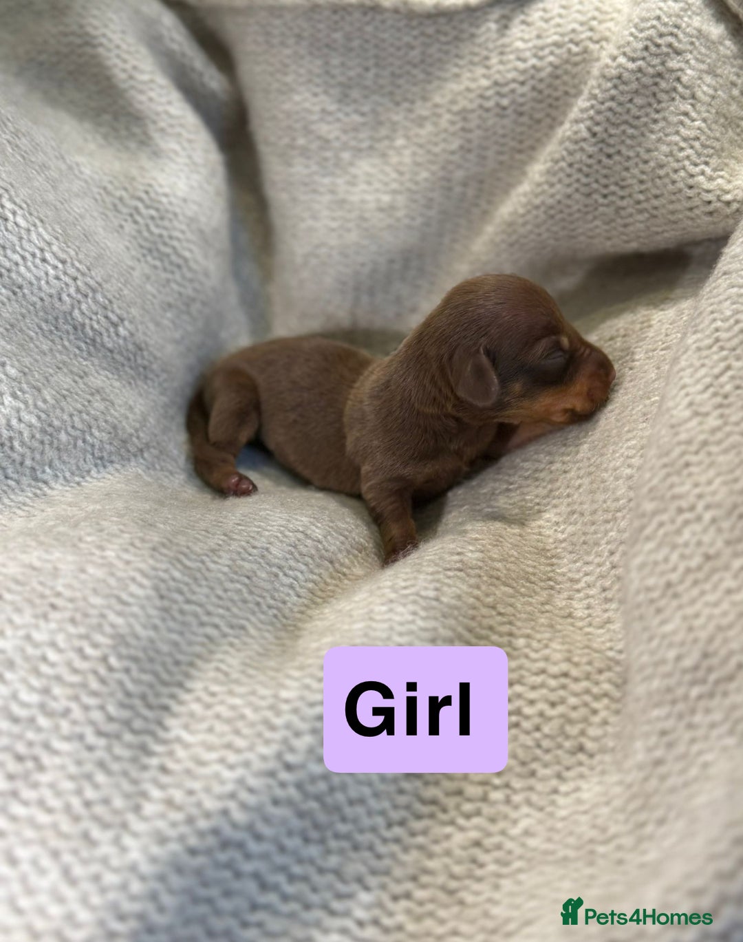 Miniature Dachshund dogs for sale: Stunning litter of miniature dachshund 🐶  - Image 6
