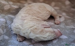 Labradoodle dogs for sale: Curly Coated Hypo-Allergenic Labradoodle Puppies   - Image 20