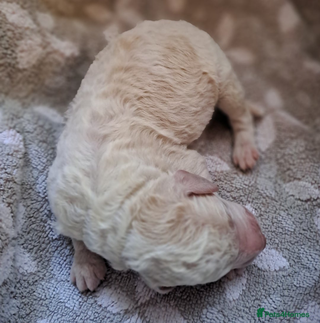 Labradoodle dogs for sale: Curly Coated Hypo-Allergenic Labradoodle Puppies   - Image 20