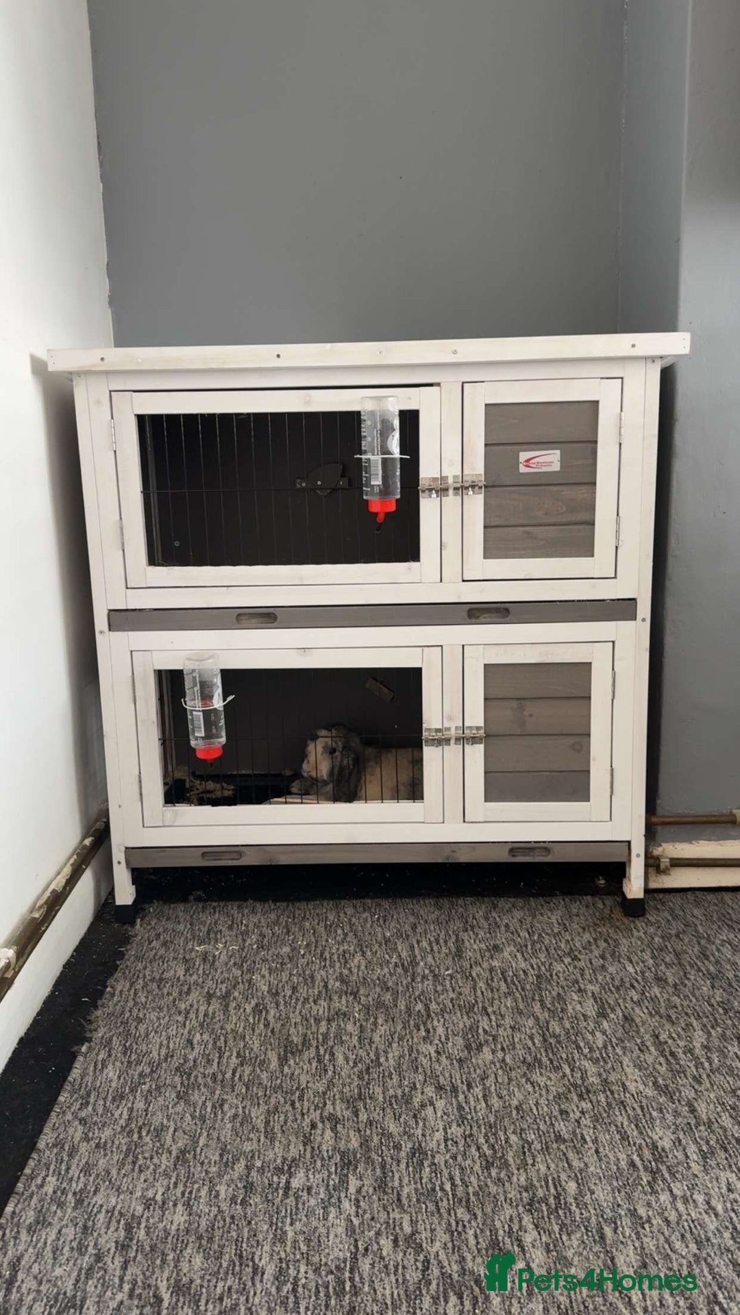 English Lop rabbits for sale: 2 rabbit brothers and their cage/food - Image 4