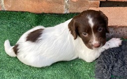 English Springer Spaniel dogs for sale: FTCH sired English Springer Spaniel Puppies - Image 11