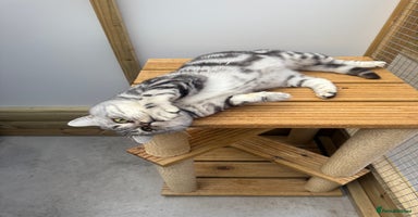 British Shorthair cats - Advert 2