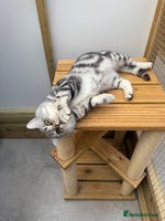 British Shorthair cats - Advert 2