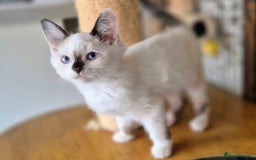 Munchkin cats for sale: Purebred TICA reg. Munchkin kittens ready to go  - Image 12