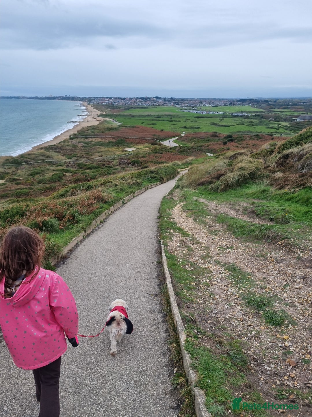 Malshi dogs for sale: ❤️ Loving Home Wanted for Our Beautiful Penny ❤️ - Image 6