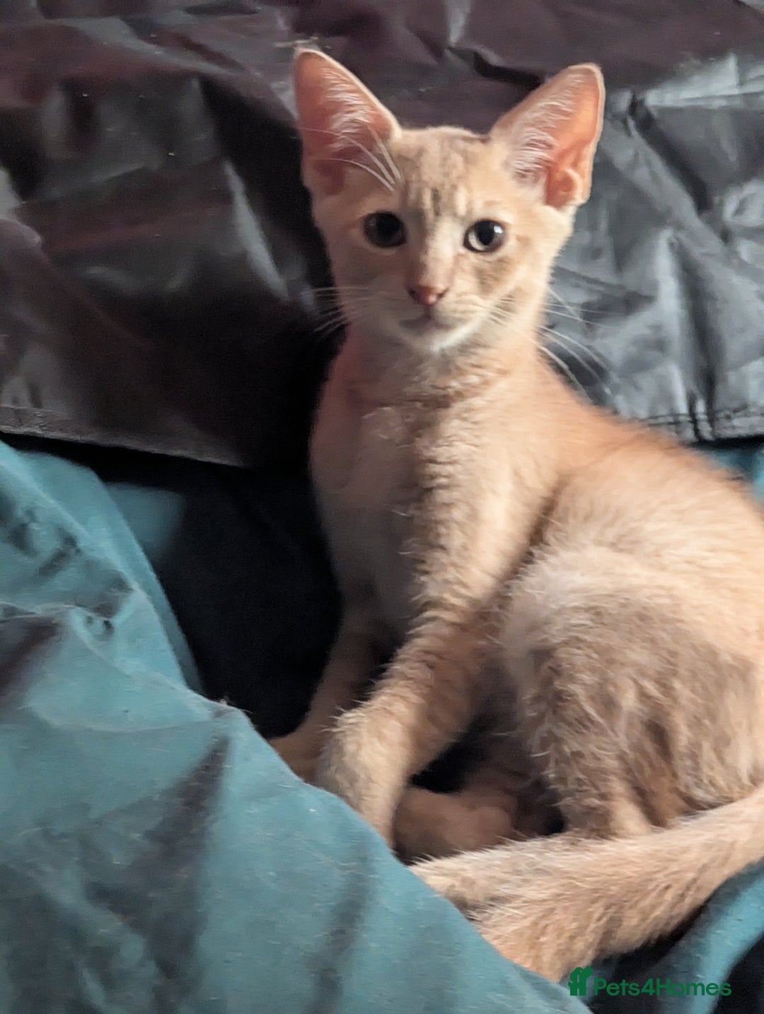 Mixed Breed cats for sale: Adorable short haired kittens - Image 9