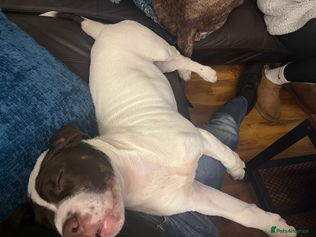 Presa Canario dogs for sale: BANE PRESA CANARIO 2 years old male  - Image 19