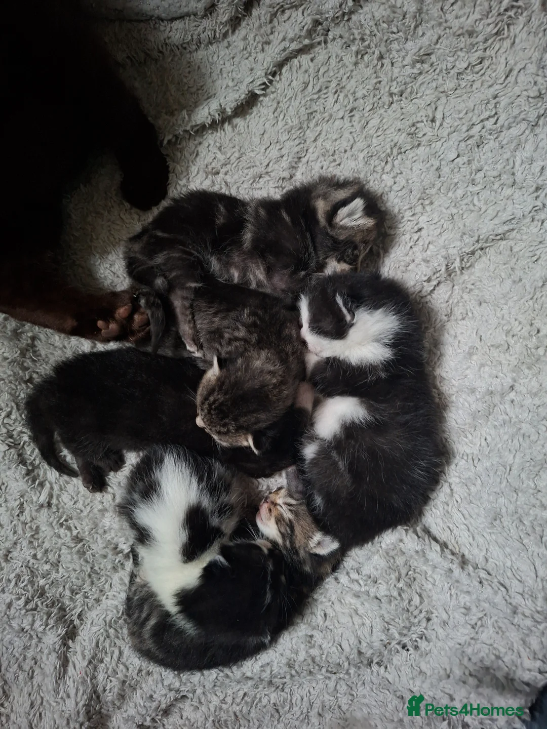 Mixed Breed cats for sale: 5  loving kittens looking for forever homes only.  in Leyland - Advert 2