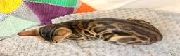 Bengal cats for sale: Friendly & Sociable Bengal Male Kitten  in London - Advert 9