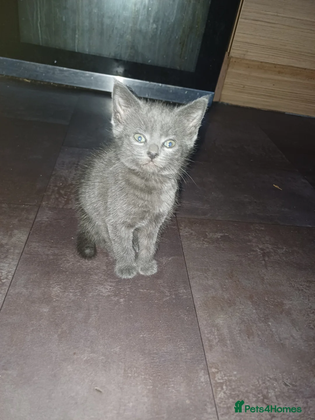 Russian Blue cats for sale: 3/4 russian blue kittens in Port Talbot - Advert 2