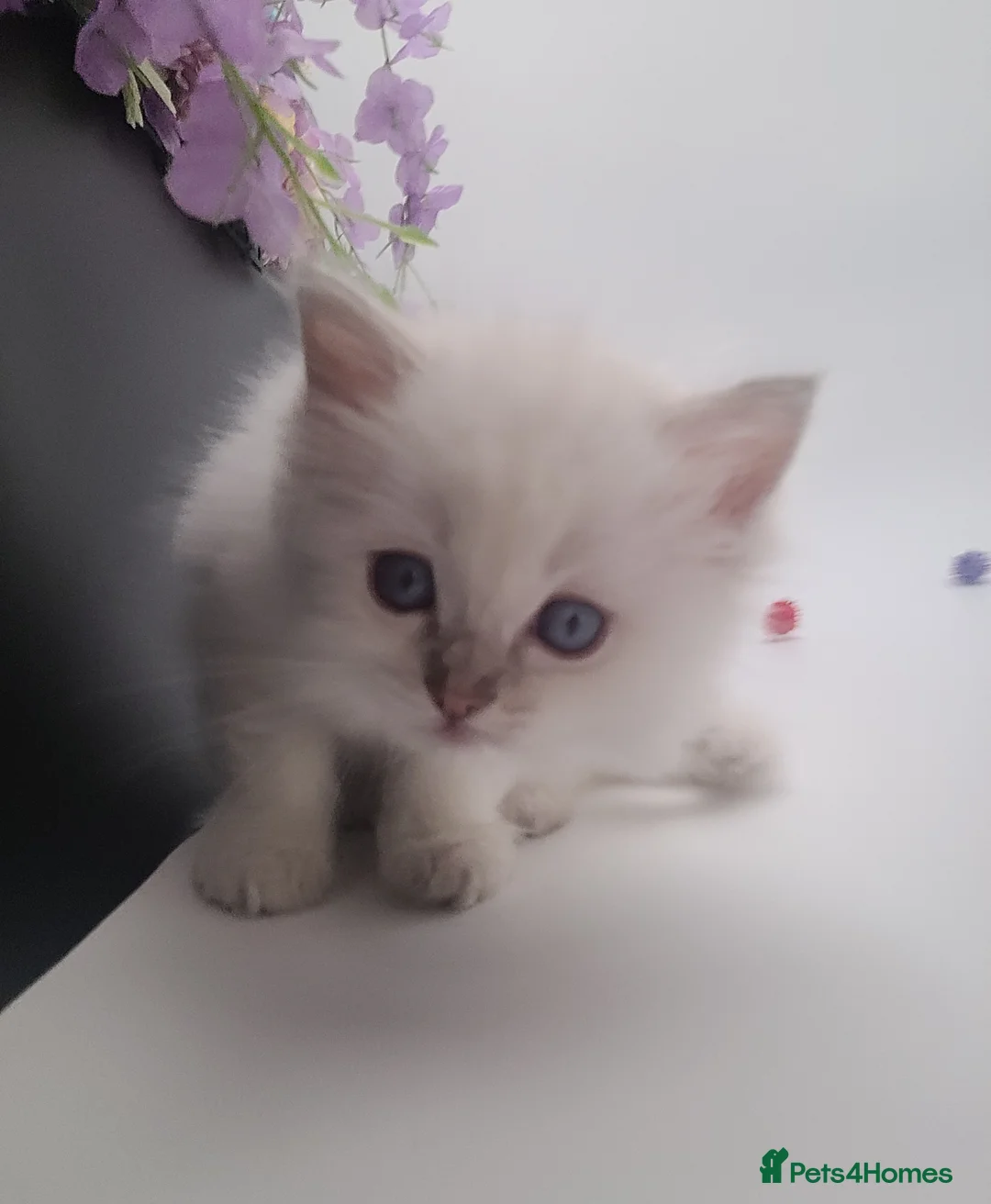 Ragdoll cats for sale: Registered purebred lilac tabby / lynx - Advert 2