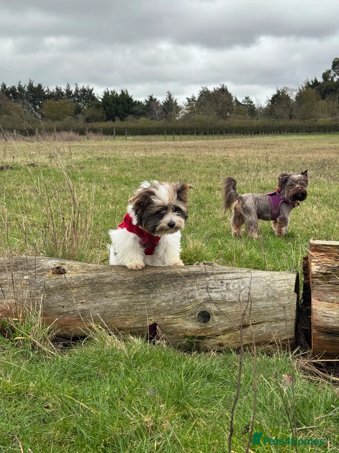 Yorkshire Terrier dogs for sale: Yorkshire Terrier Puppies - Advert 1