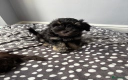 Miniature Schnauzer dogs for sale: LAST BOY READY TO LEAVE - Image 16
