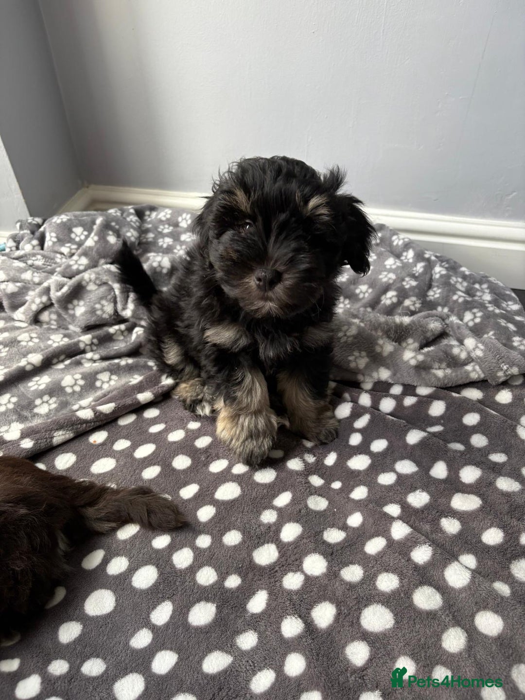 Miniature Schnauzer dogs for sale: LAST BOY READY TO LEAVE - Image 16