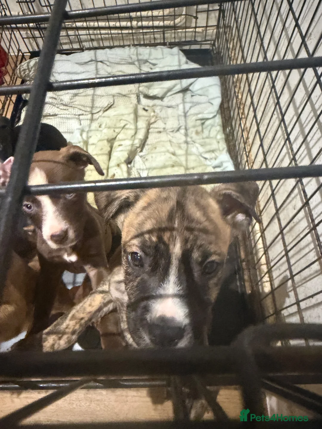 Mixed Breed dogs for sale: American bulldog x Husky puppies  - Advert 2