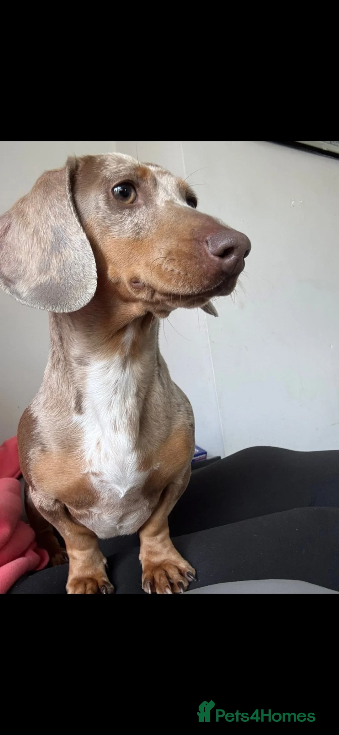 Miniature Dachshund dogs for sale: 1 gorgeous boy miniature dachshund  - Advert 6