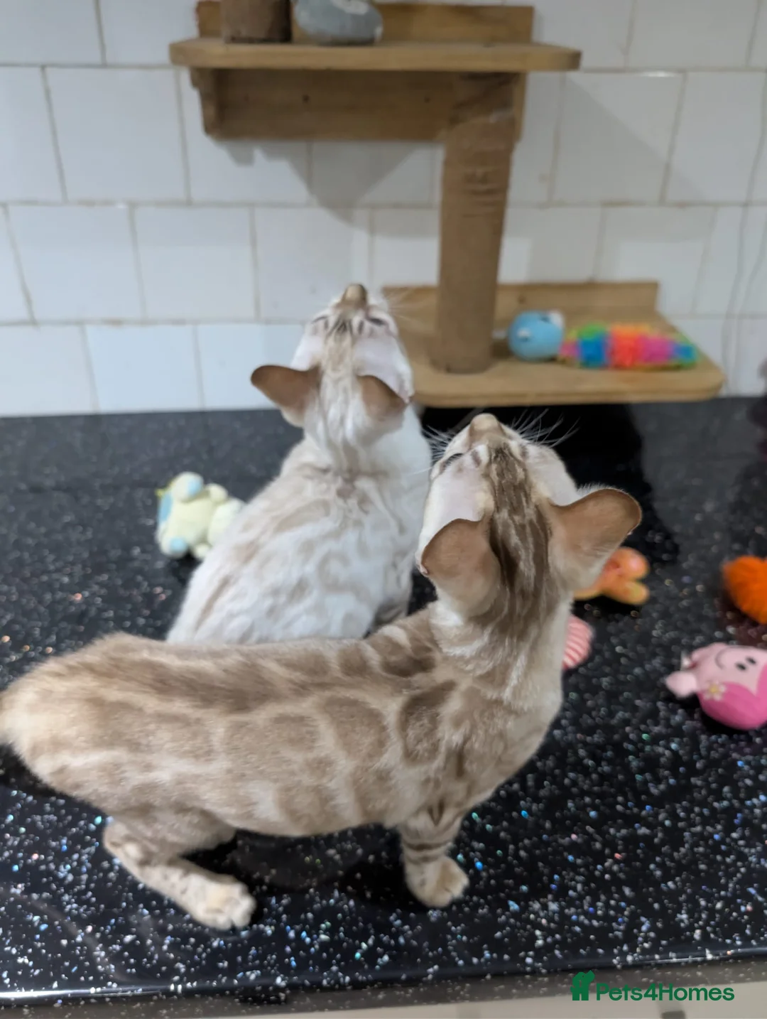 Bengal cats for sale: 🔥✨Pedigree TICA-Registered Bengals - Advert 16