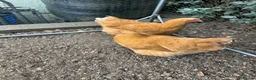 Chickens poultry for sale: Pair of buff Orpingtons - Advert 7