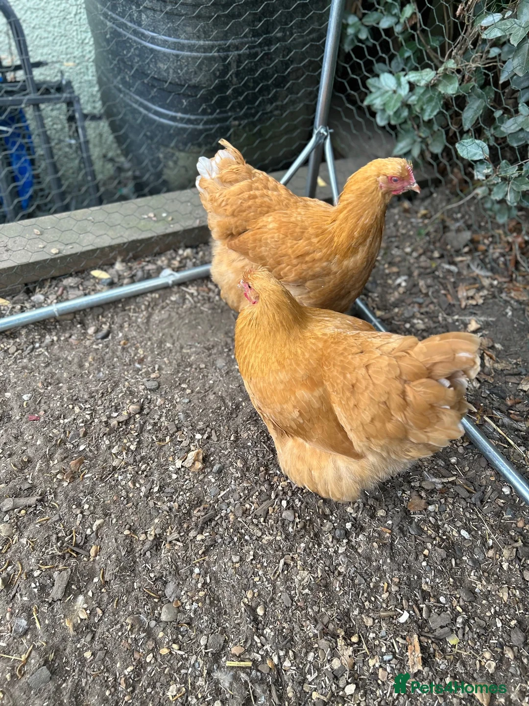 Chickens poultry for sale: Pair of buff Orpingtons - Advert 7