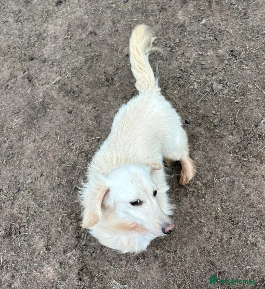 Dachshund dogs for adoption: ARNIE, a Lovely 🌭 Boy - for a Loving Home - Advert 5