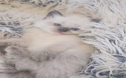 Ragdoll cats for sale: *READY TO LEAVE*beautiful Ragdoll babies for sale  - Image 6