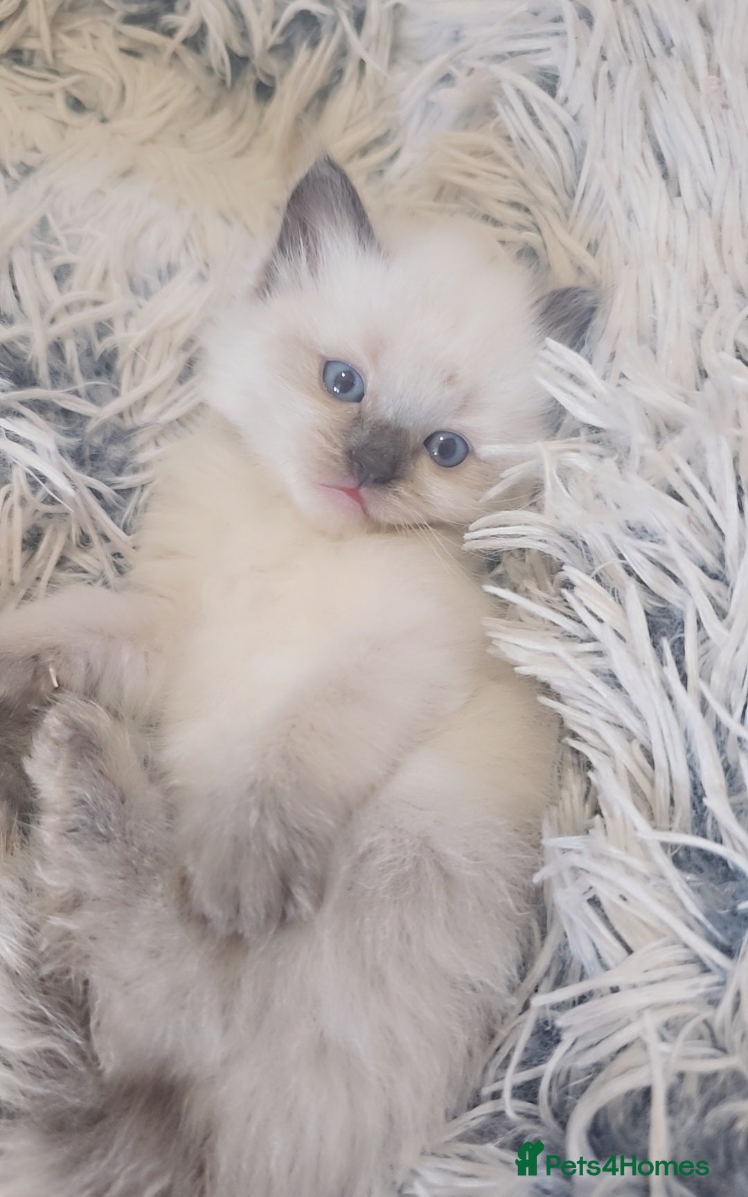 Ragdoll cats for sale: *READY TO LEAVE*beautiful Ragdoll babies for sale  - Image 6