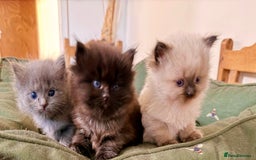 Ragdoll cats for sale: Adorable Ragdoll Kittens  - Image 9
